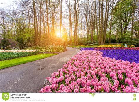 Beautiful Blooming Flowers At Sunset In Keukenhof Park In