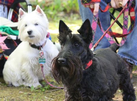 Out And Aboutdoor County Scottie Rally Scottie Dog Cool Pets Scottie