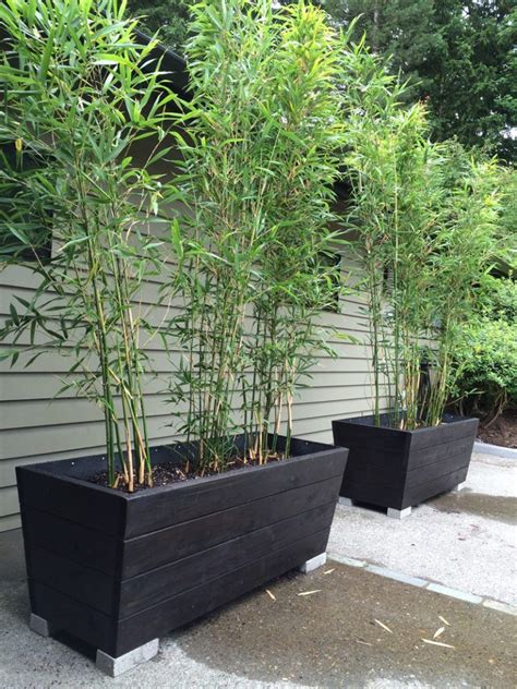 Image Result For Best Bamboo For Containers Bamboo Planter Backyard