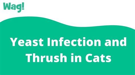 Yeast Infection And Thrush In Cats Wag Youtube