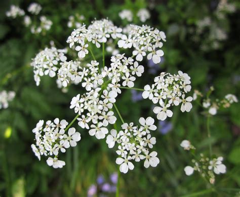 Cow Parsley Pictures Of Spring Flowers Gorgeous Gardens Spring Pictures