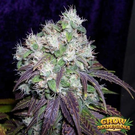 Lavender Kush Seeds Strain Review Grow