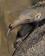 Giant Anteater Tongue