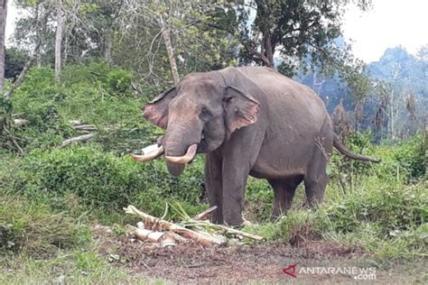 Habitat Loss Triggers Sumatran Elephant Human Conflict Antara News