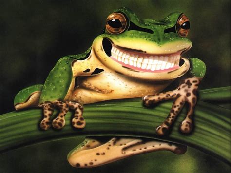 funny frog wallpaper wallpapersafari