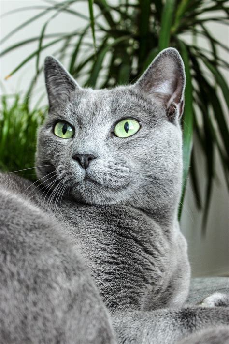 Russian Blue Cat Breed Profile Litter Robot