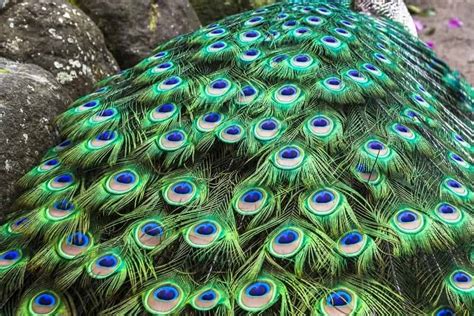 3 Types Of Peacocks Plus Interesting Facts