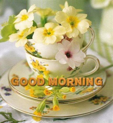 Morning pics, good morning pics and quotes, pics of good morning wishes pics, good morning fresh flowers pics, good morning friend pics, good morning amazing pics, good morning. Good Morning With Fresh Flowers