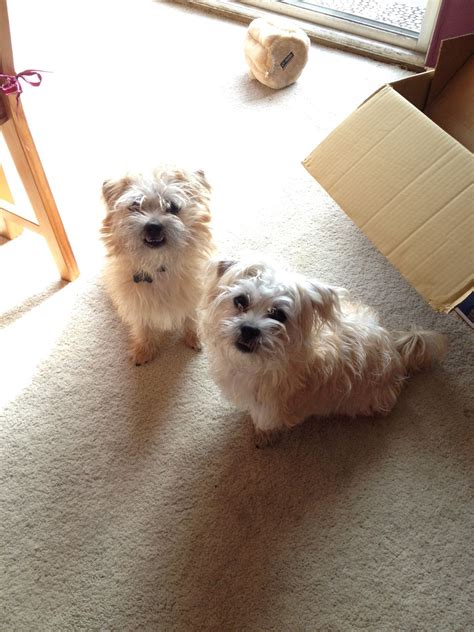 Missing Our Mommy Puppies Cairn Terrier Shih Tzu