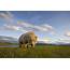 Grizzly Bear Eating Sedge Grass In Meadow At Hallo Bay Posters & Prints 