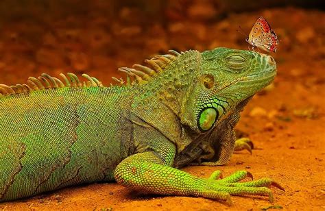 Dangerous Liaisons Iguana Verde Amazing Animal Pictures Funny Animal