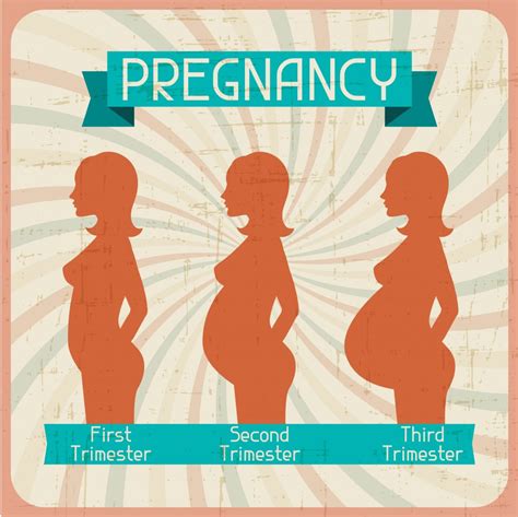 First Trimester Pregnancy What To Avoid Symptoms Development And Diet