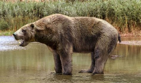 A Large Brown Bear Standing On Top Of A River Next To A Lush Green Field