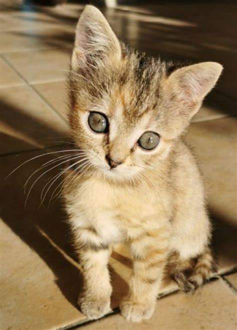 Super Cute Kittens Kittens Cutest Cute Cats Pretty Cats Beautiful