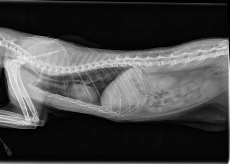 Cat X Ray Pictures