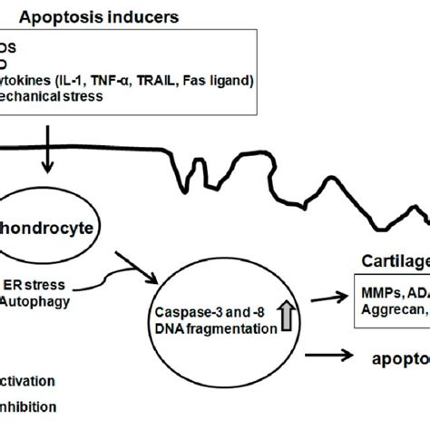 inducers of chondrocyte apoptosis download scientific diagram