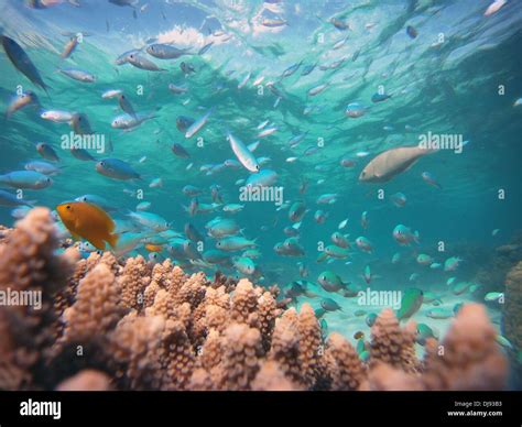 Corals And Fish At Mackay And Undine Reefs Off Cape Tribulation Great