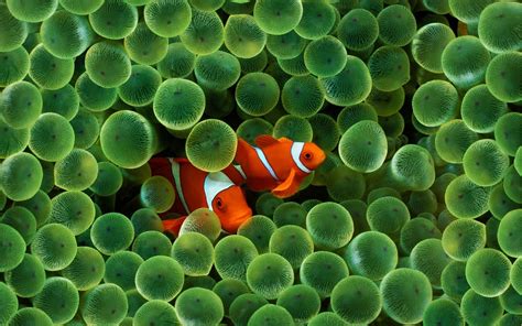 Fish Sea Water Finding Nemo Animals Clownfish Sea Anemones Apple