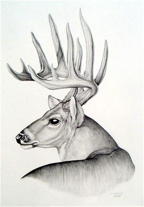Whitetail Buck Drawings