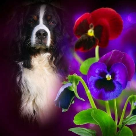 A Collage Of Flowers And A Dogs Face