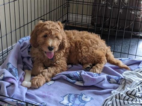 Crate Training Goldendoodles Steps Tips And Schedule