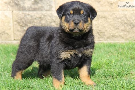 Maybe you would like to learn more about one of these? Free rottweiler puppies for sale in pa, national biodiversity strategy and action plan philippines
