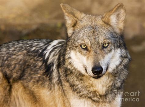 Mexican Gray Wolf Canis Lupus Baileyi Photograph By Bob Gibbons