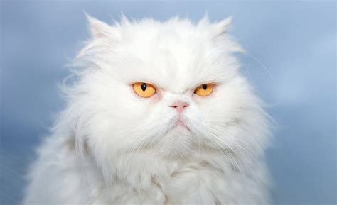 White Cat Breeds The Most Popular White Cat Breeds And Their Care