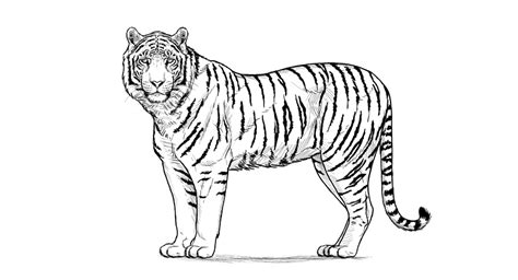 How To Draw A Tiger For Beginners