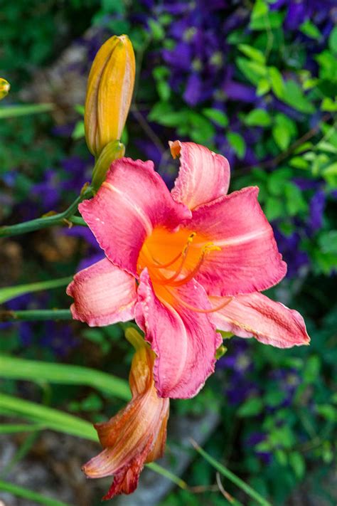 Pink Fireworks Lily Photograph By Douglas Barnett Fine Art America