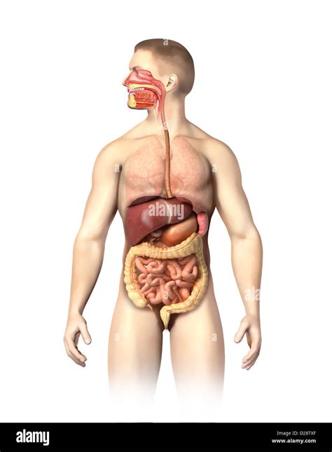 El Sistema Digestivo Anatomía Hombre Chaqué Incluida La Boca Los