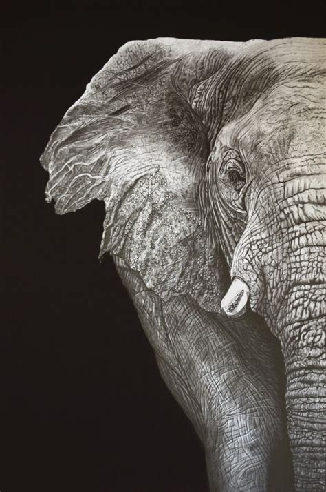 Elephant 2016 Pencil Drawing By Paul Stowe Artfinder