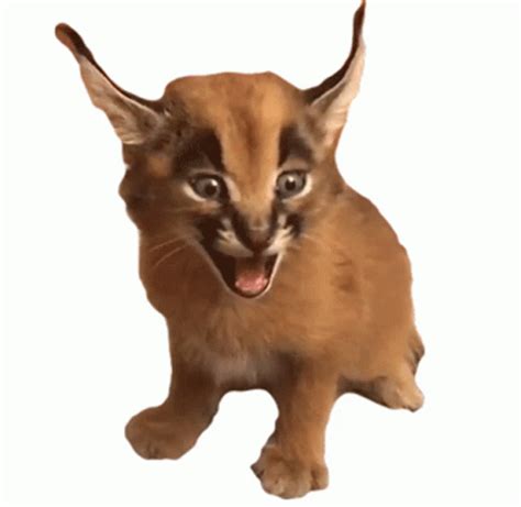 Caracal Cat Meow Sticker Caracal Cat Meow Cat Discover Share Gifs