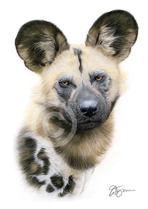 Colour Pencil Drawing Of An African Wild Dog By Uk Artist Gary Tymon