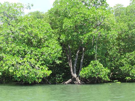 Roni Sampe Layuks Blog Hutan Mangrove Warisan Pesisir Taman Nasional