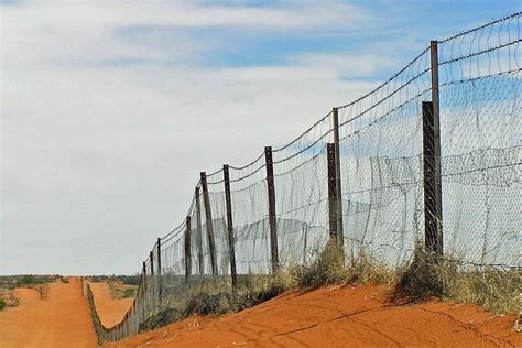 Dingo Fence Dismantlement Could Help Farmers And The Environment