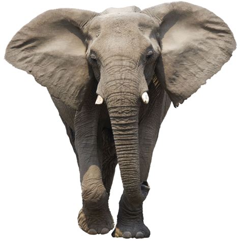 Free Elephant Png Images Download Free Elephant Png Images Png Images Free Cliparts On Clipart
