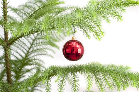 Photo Of Single Red Bauble Hanging On A Christmas Tree Free Christmas