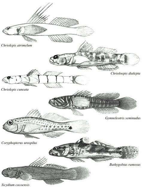 Gobiidae Cuvier 1816 Семейство Гобииды Бычковые Бычки Настоящие