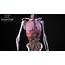 Full 3D Human Body Anatomy  YouTube
