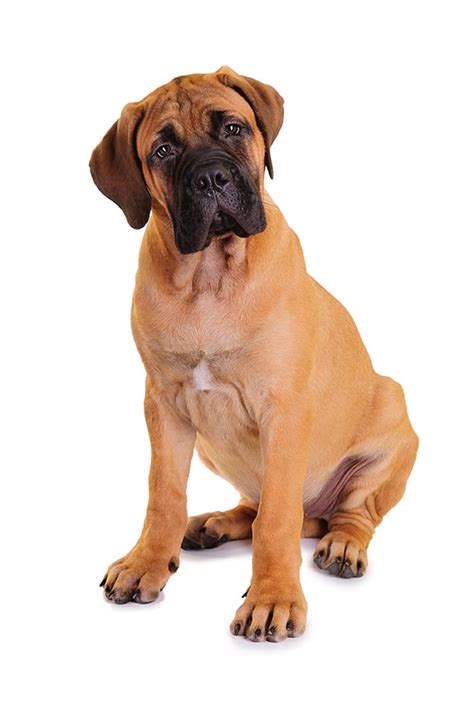 If you've got something important to say, say it big. Bullmastiff Breed Guide | Petbarn