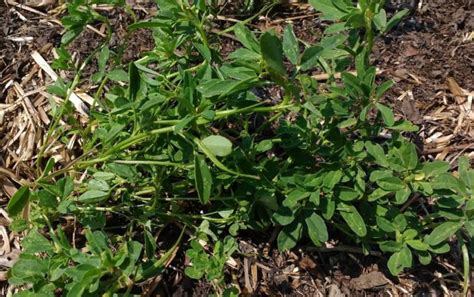 From western asia to the mediterranean, people have used this herb for 1000s of years to flavor food. Growing Fenugreek: Plant Varieties, How-to Guide, Problems ...