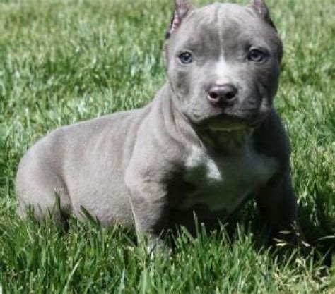Please try to refresh the page. pure breed Blue Nose Pitbull Puppies for sale -12weeks old Offer