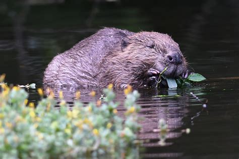 Beavers Finally Return To Cumbria After 400 Year Absence