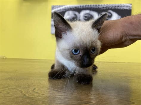 Helpphone linda on 083 286 7070 or 083 417 2790.read more. Siamese Short Hair Kittens for Sale in Westchester, New York