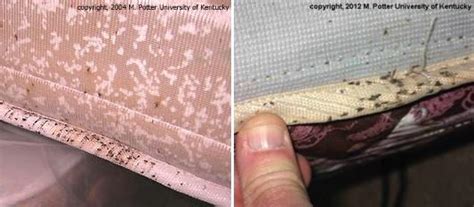 Bed Bug Fecal Stain Pest Hacks