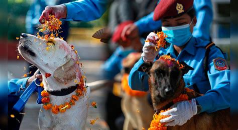 Kukur Tihar 2023 En Nepal ¿qué Es Y Por Qué Celebra Y Honra A Los