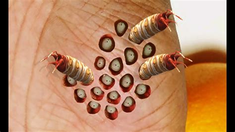 Trypophobia Vs Vermiphobia Worms Lotus Pod Cysts Holes Plucking And Popping Youtube