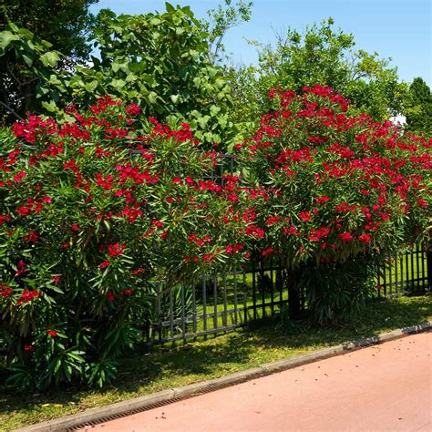 Red Oleanders For Sale