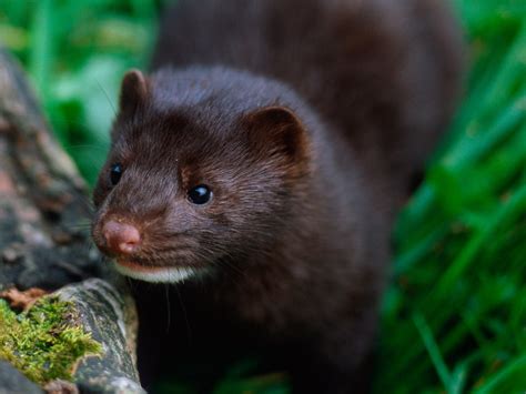 51 American Mink Profile Facts Traits Size Baby And More Mammal Age